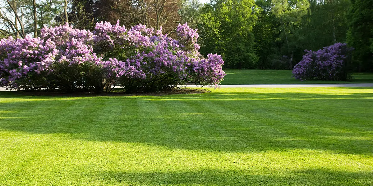 großer, grüner Rasen im Frühlingspark